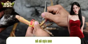 Đá Gà Cựa Dao - Đấu Trường Sinh Tử Kịch Tính Tại B52CLUB