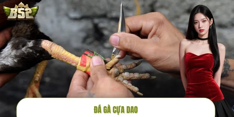 Đá Gà Cựa Dao - Đấu Trường Sinh Tử Kịch Tính Tại B52CLUB